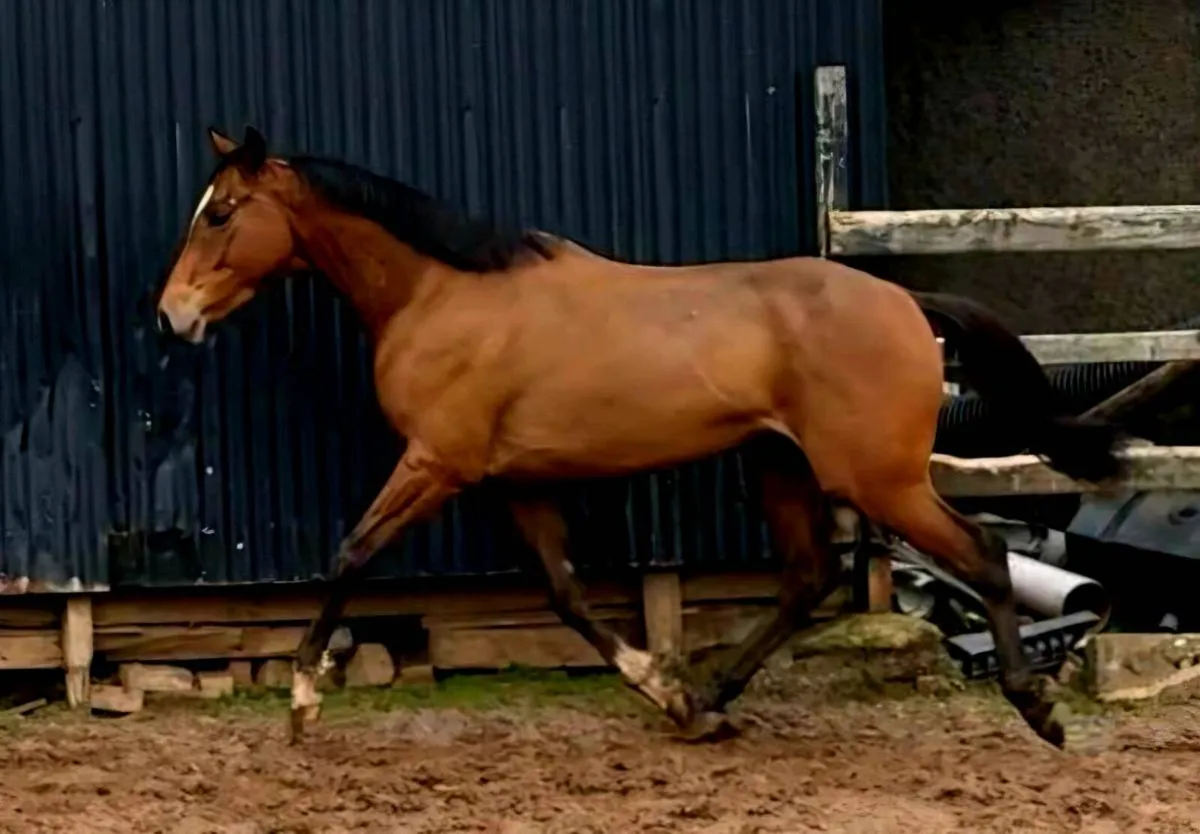 16hh 5yr old gelding - Image 3