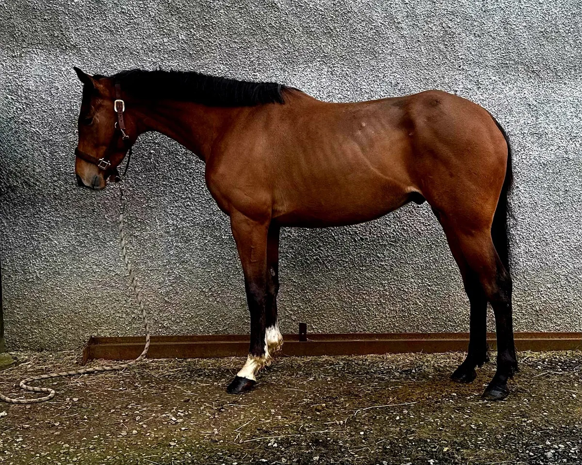 16hh 5yr old gelding - Image 4
