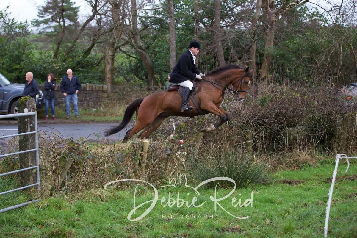 16hh 5yr old gelding - Image 1