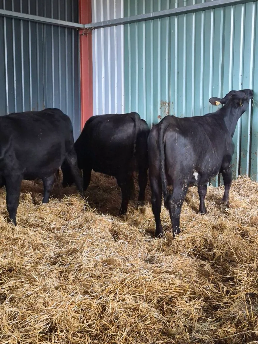 Angus Incalf heifers - Image 3
