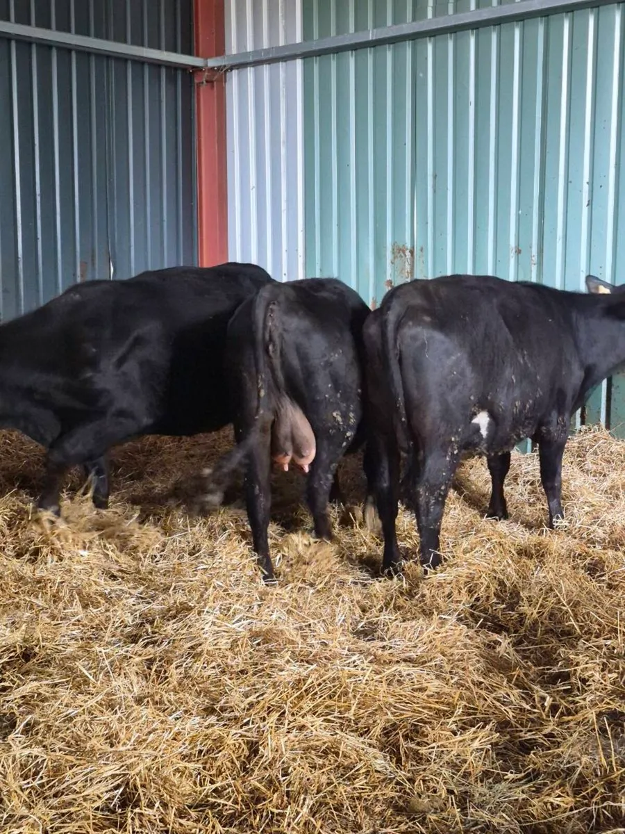Angus Incalf heifers - Image 4