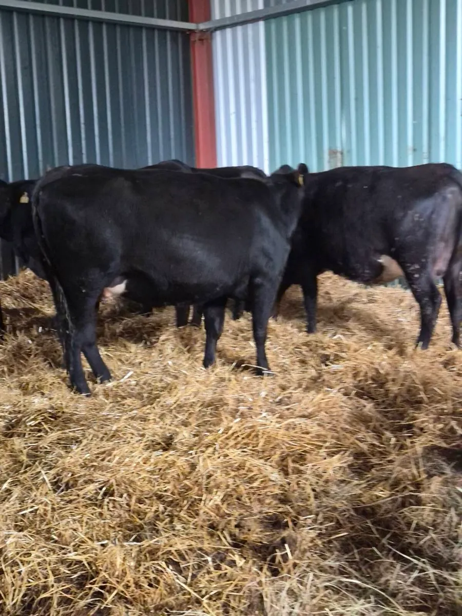 Angus Incalf heifers - Image 1