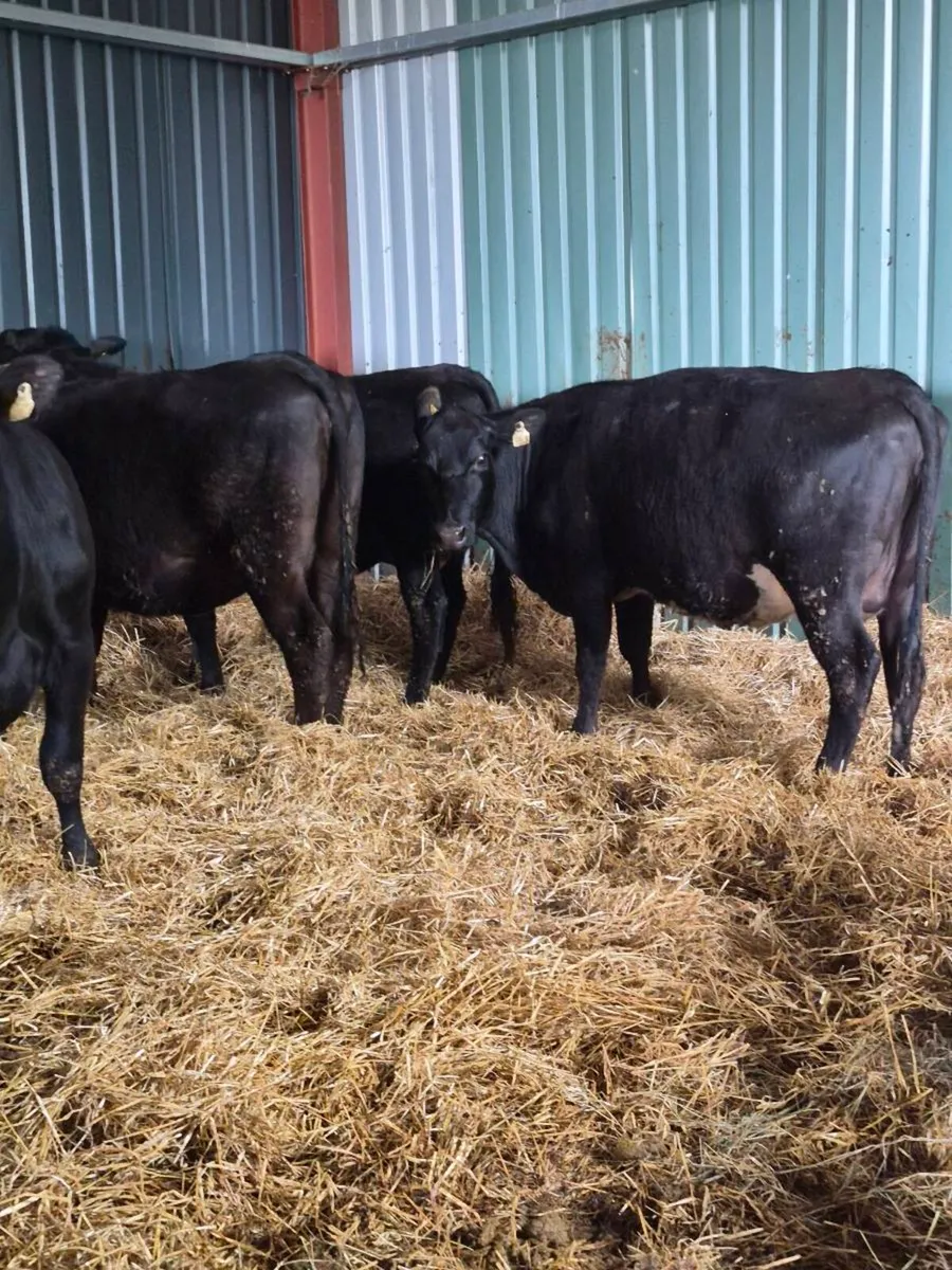 Angus Incalf heifers - Image 2