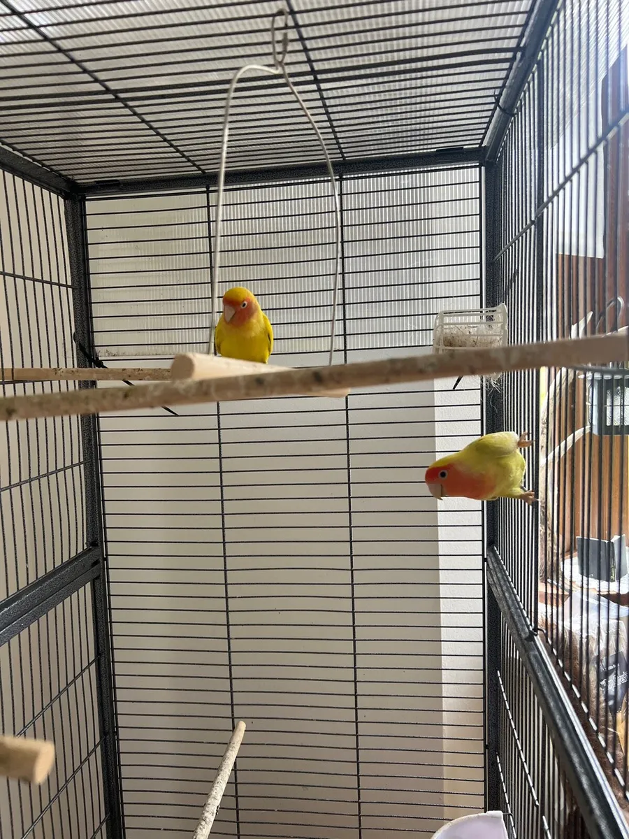 Lovebirds - Image 3