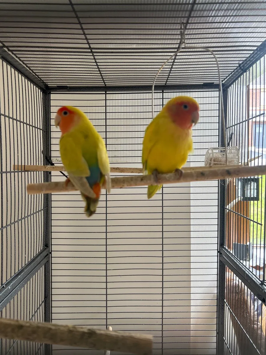 Lovebirds - Image 1