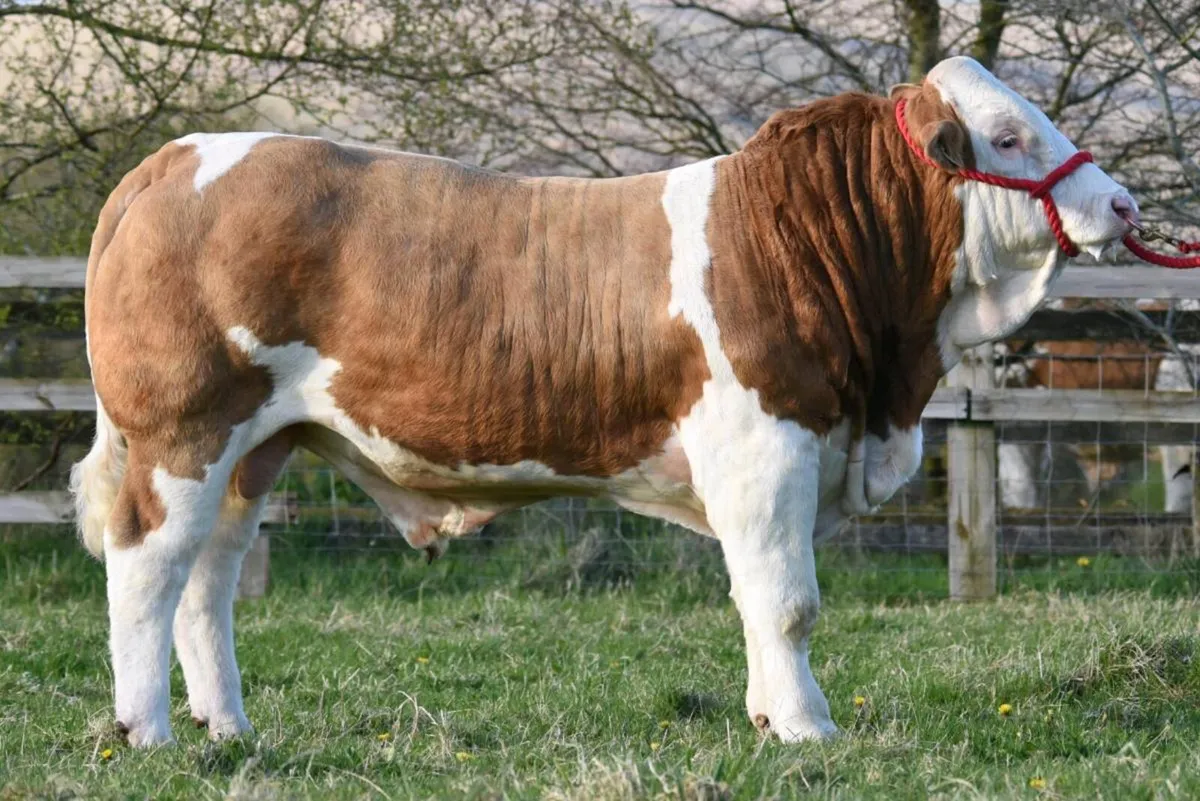 Pedigree Simmental Bull - Image 1