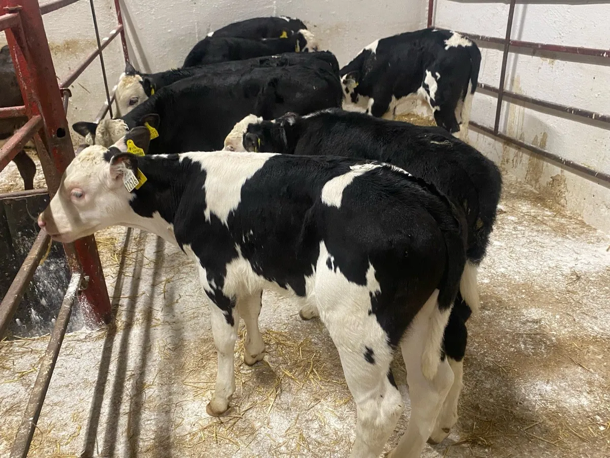 8 Super Strong Hereford Bulls - Image 1