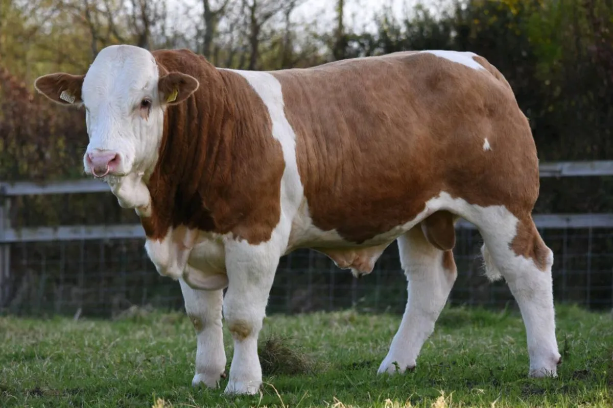 Pedigree Simmental Bull - Image 2