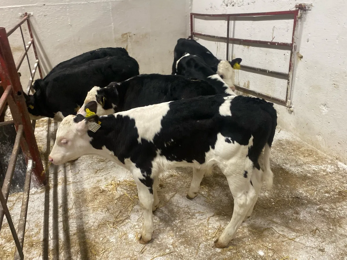 8 Super Strong Hereford Bulls - Image 4