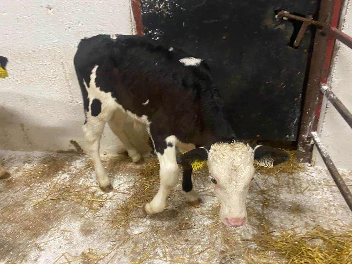 8 Super Strong Hereford Bulls - Image 2