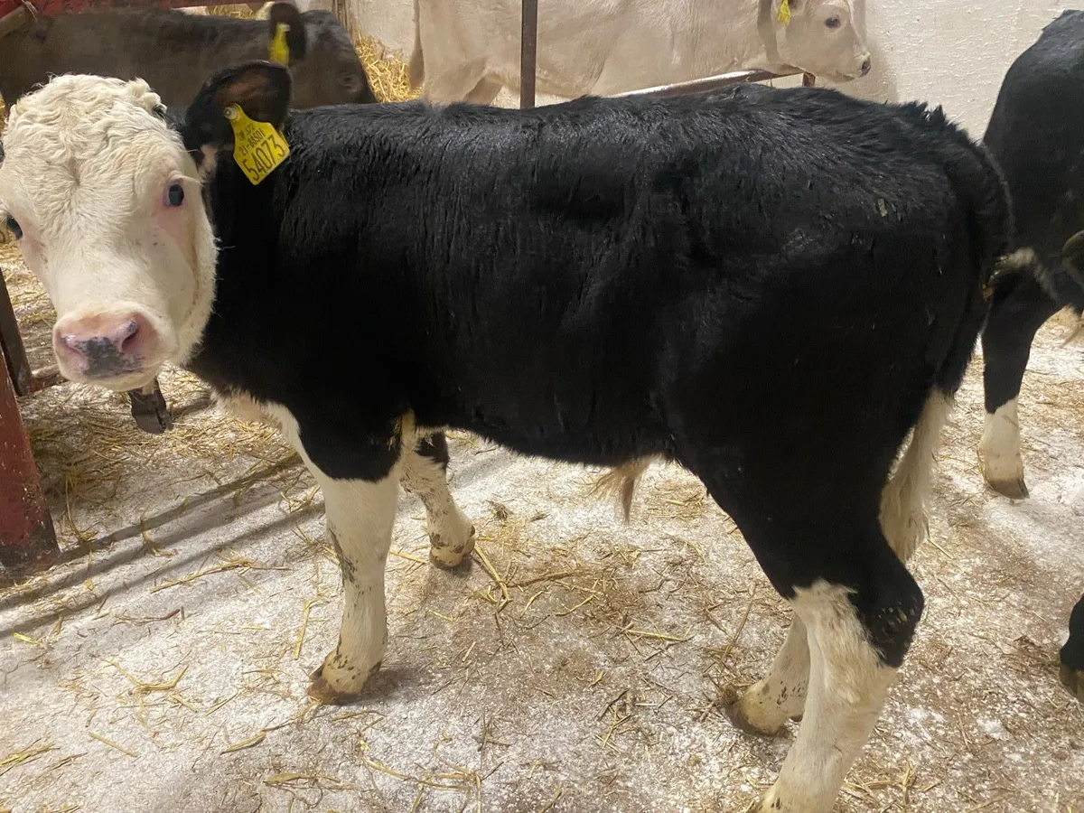 8 Super Strong Hereford Bulls - Image 3