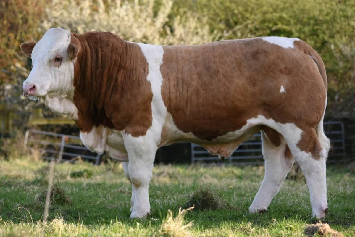 Pedigree Simmental Bull - Image 3
