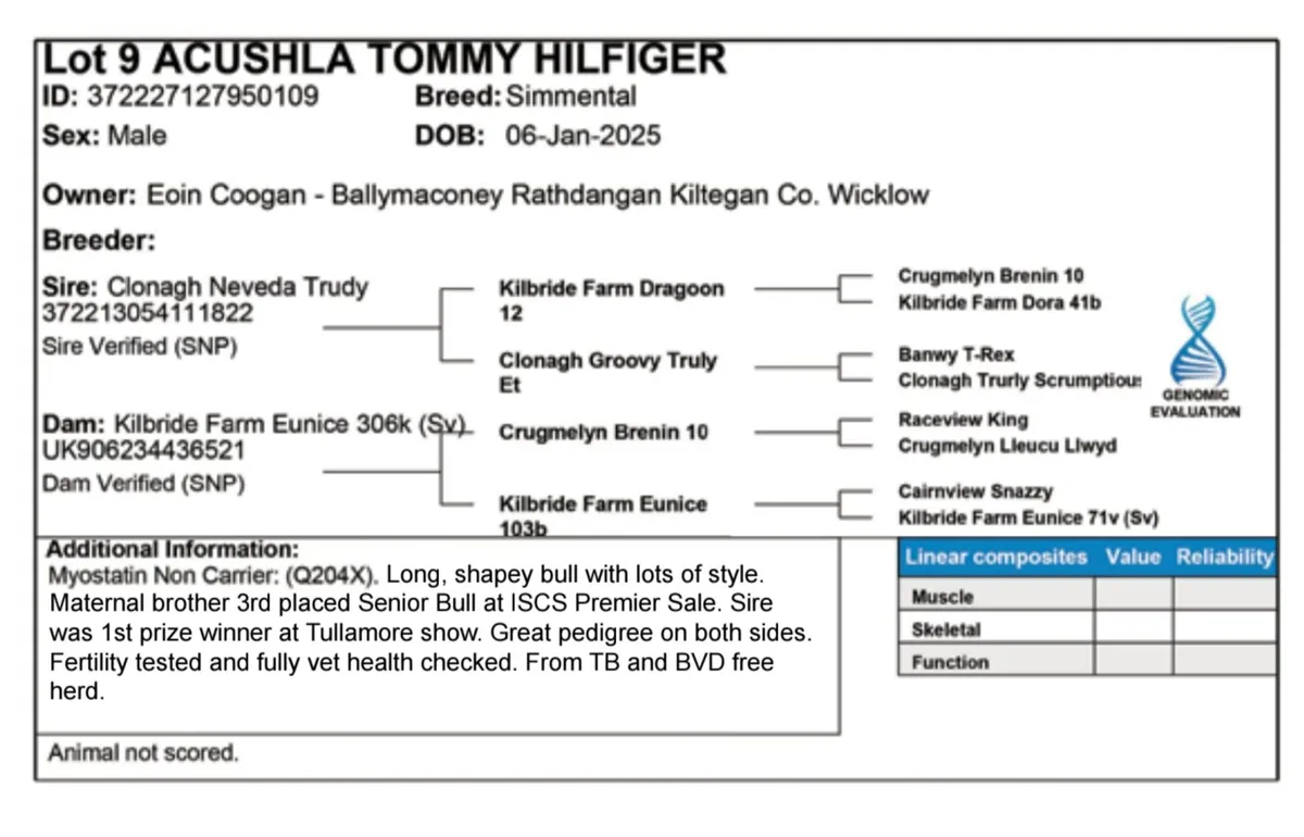 Pedigree Simmental Bull - Image 4