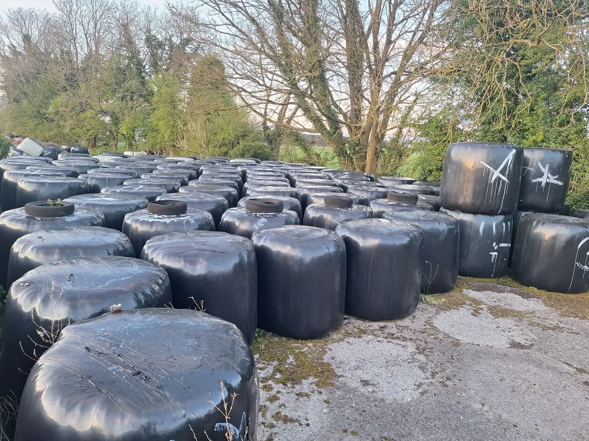 Silage bales - Image 1