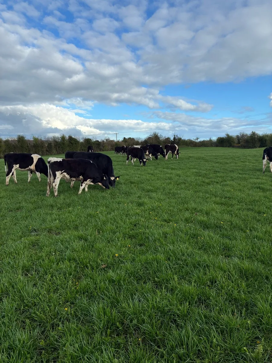 Bulling Heifers - Image 1