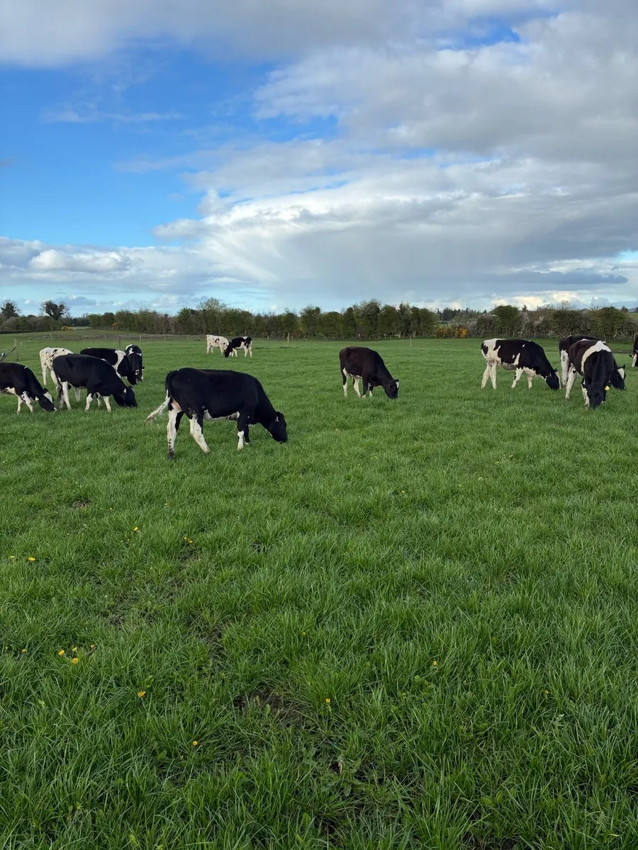 Bulling Heifers - Image 2