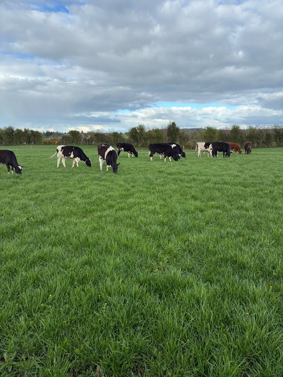 Bulling Heifers - Image 4