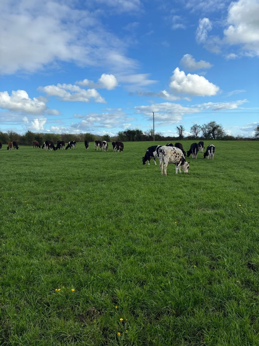 Bulling Heifers - Image 3