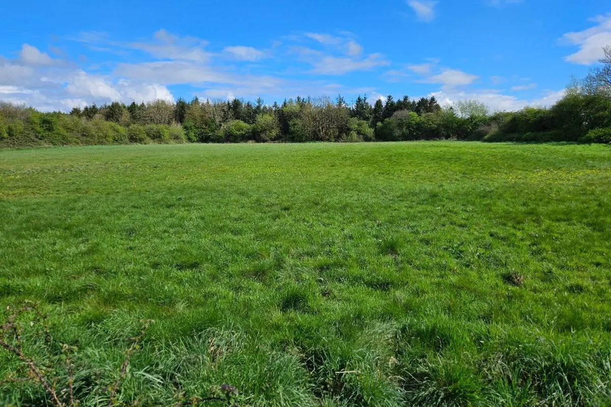 Land to let Kildare/Monasterevin