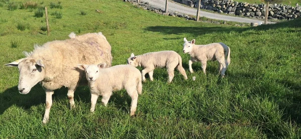 Triplet ewe - Image 1