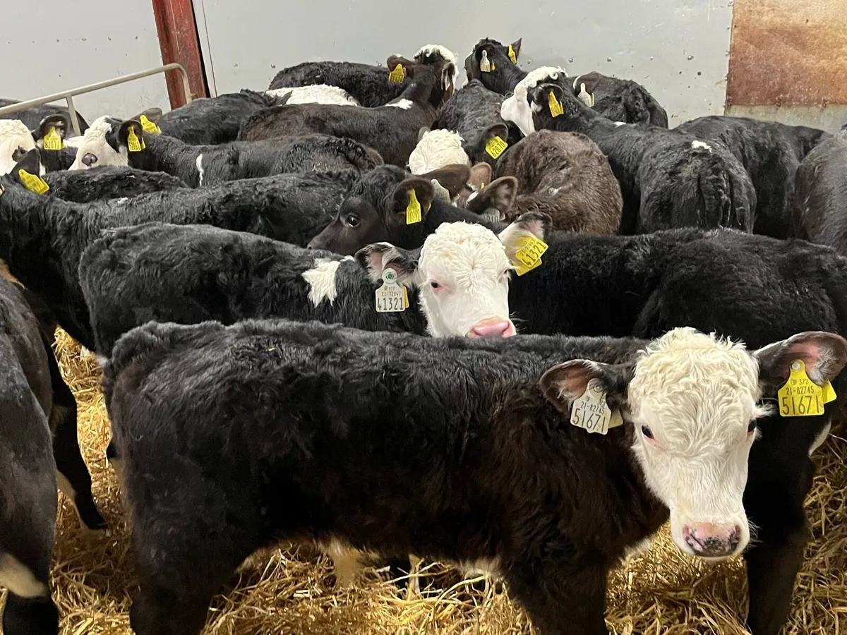 Super Hereford Bull Calves - Image 2