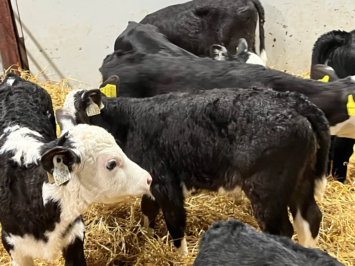 Super Hereford Bull Calves - Image 3
