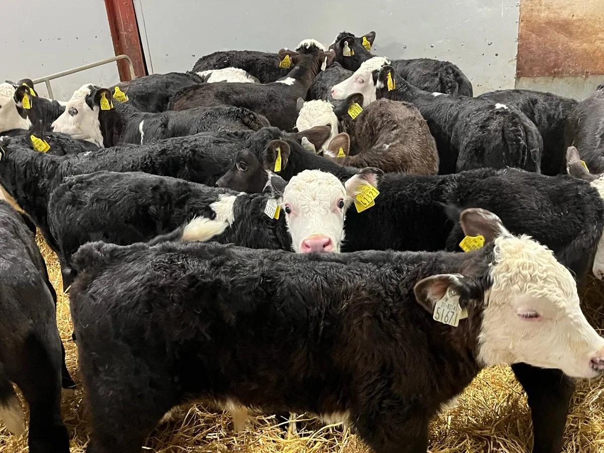 Super Hereford Bull Calves - Image 4