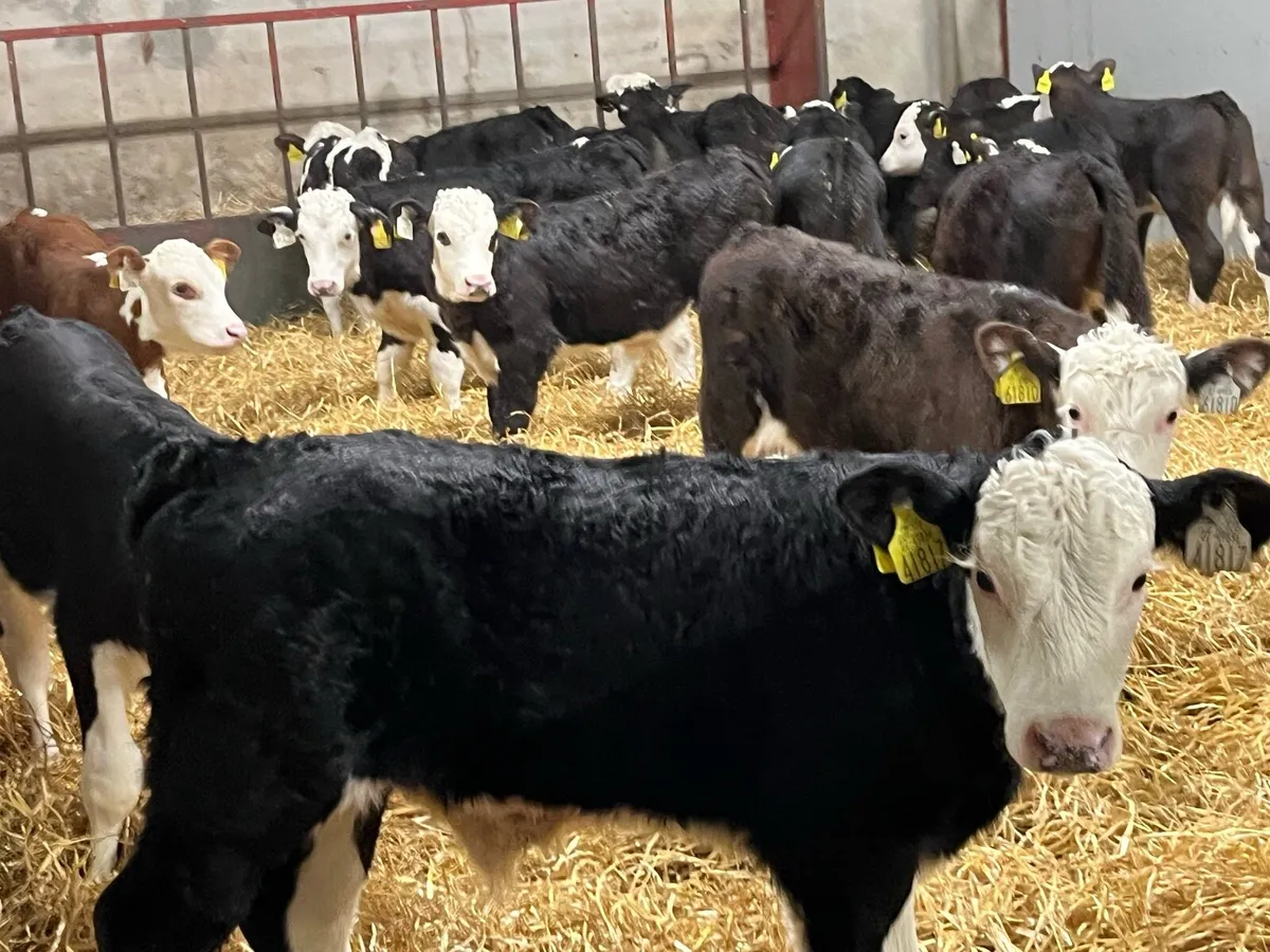 Super Hereford Bull Calves - Image 1