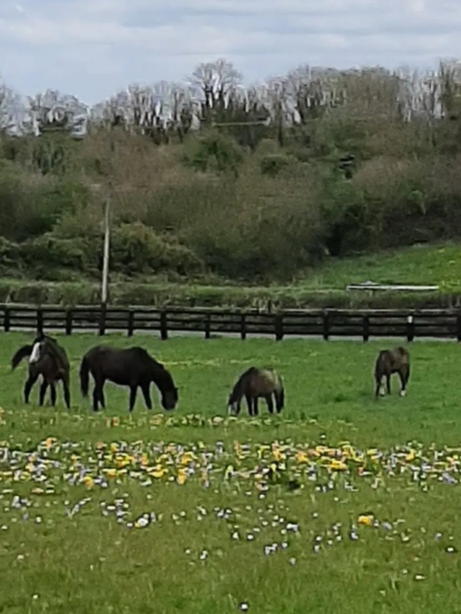 Horses - Image 1