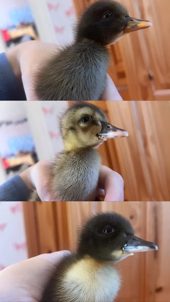Duckling for sale - Image 1