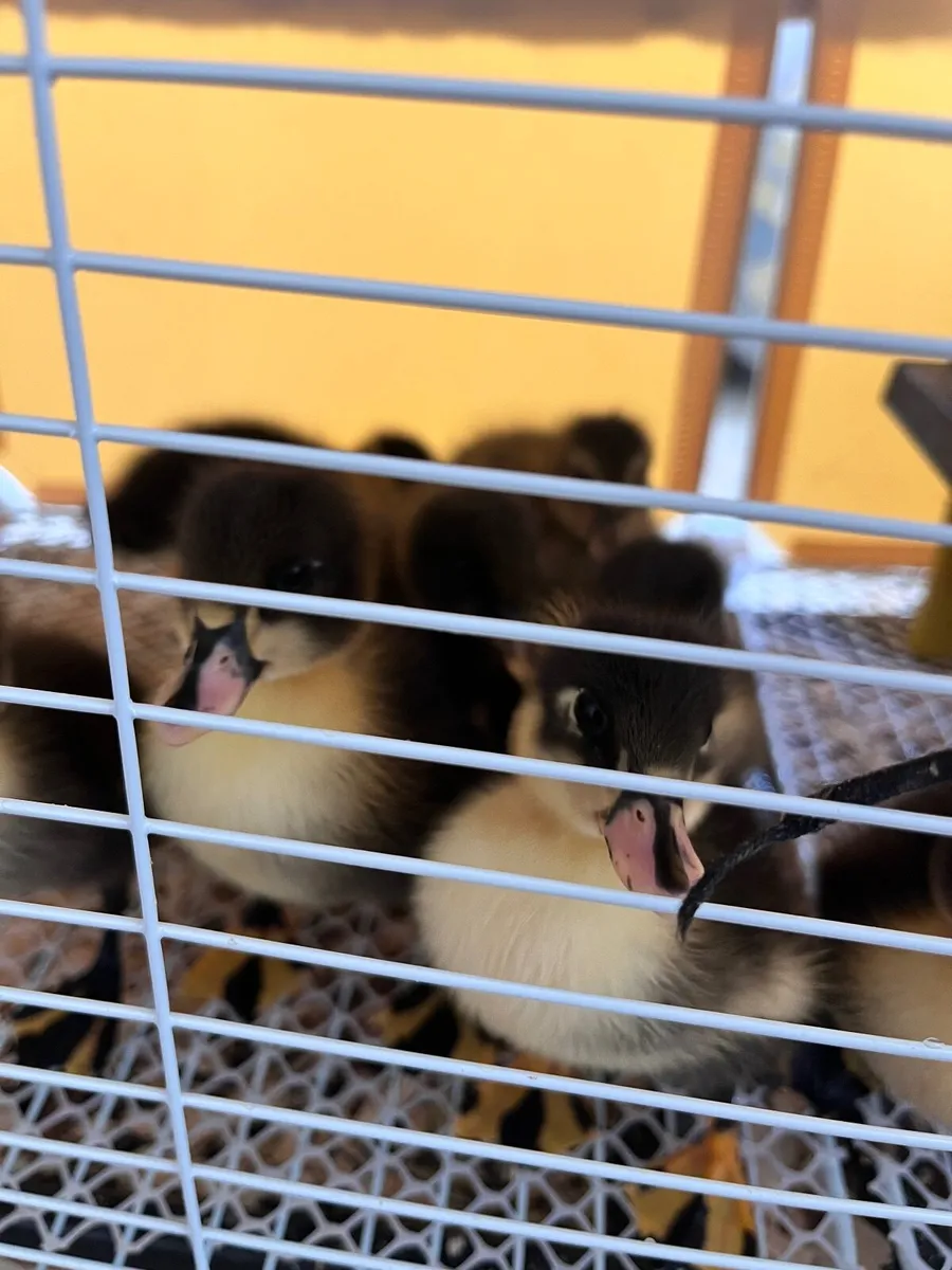 Duckling for sale - Image 2