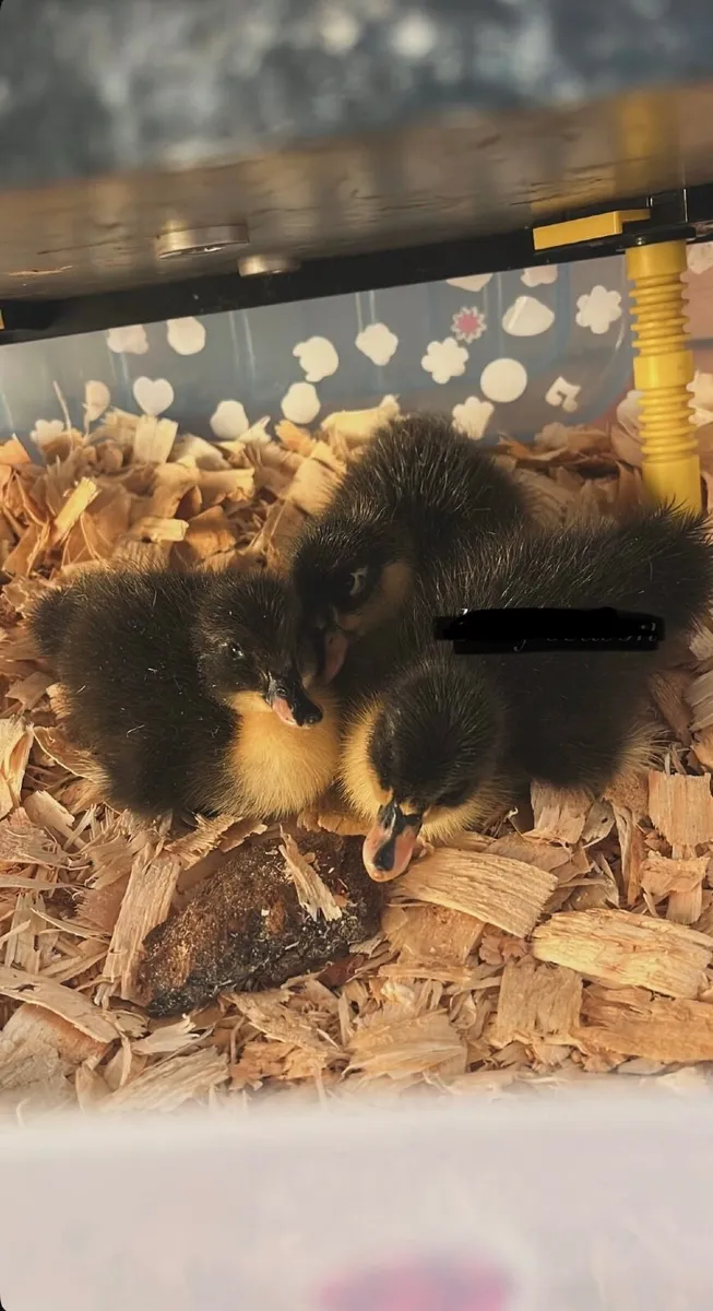 Duckling for sale - Image 3