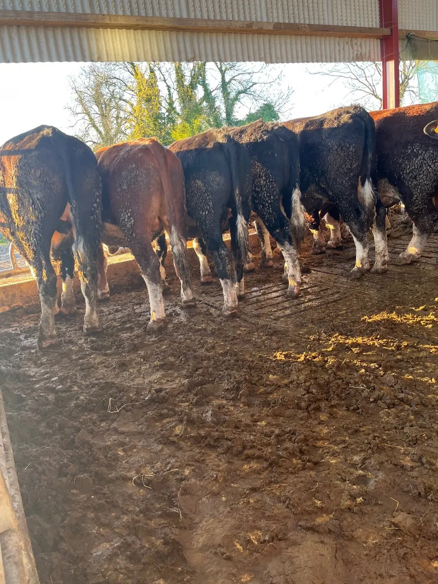 12 Forward Store Bullocks - Image 2