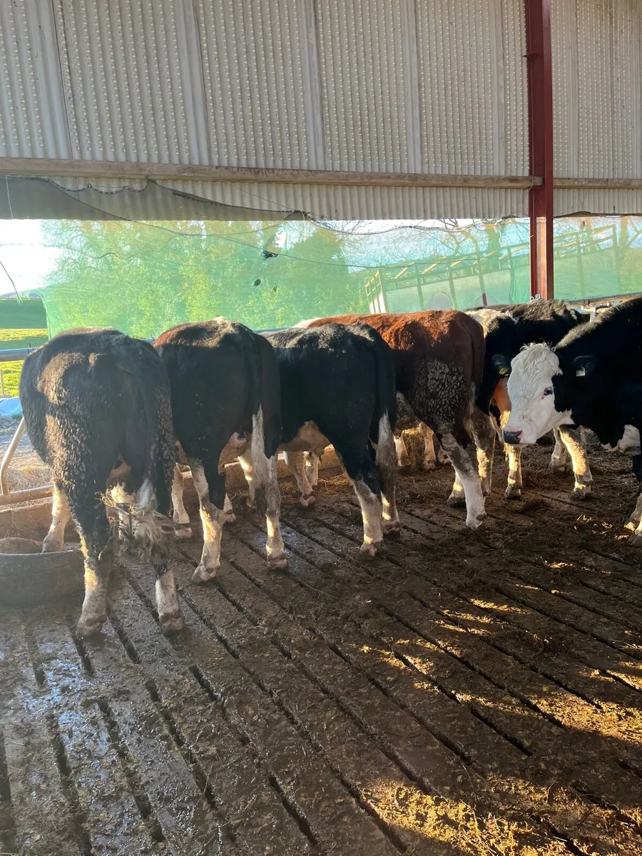 12 Forward Store Bullocks - Image 3