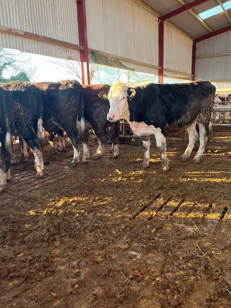 12 Forward Store Bullocks - Image 4