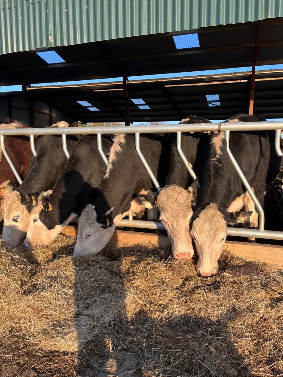 12 Forward Store Bullocks - Image 1