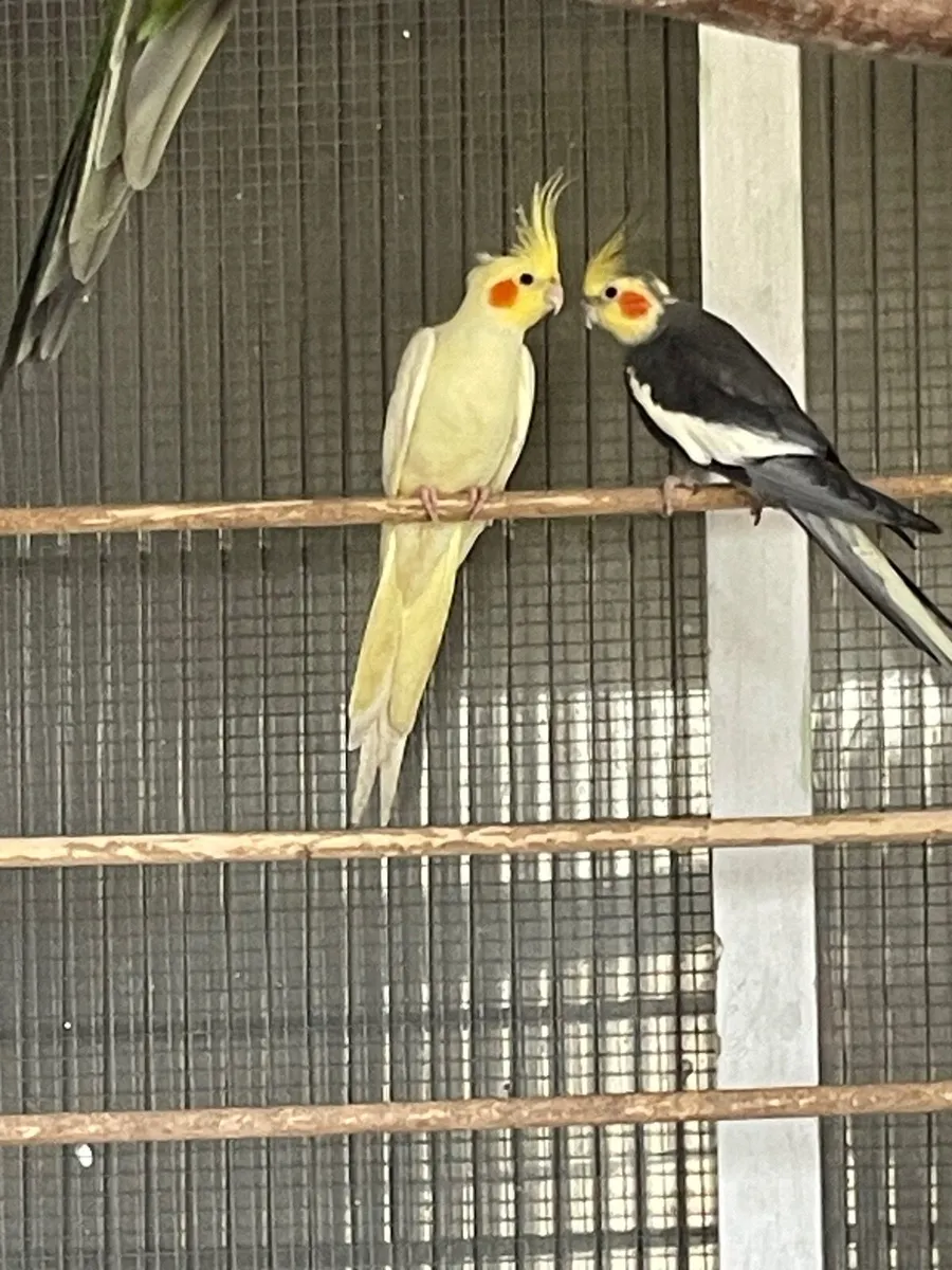 Pair of cockatiels - Image 1