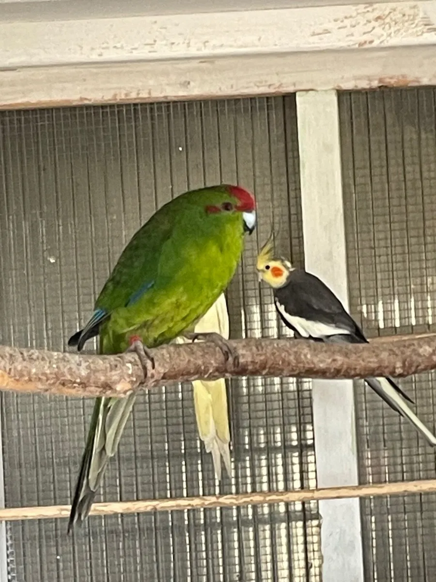 Pair of cockatiels - Image 2
