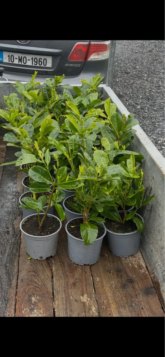 24Potted laurel and 26potted sarcococca - Image 1