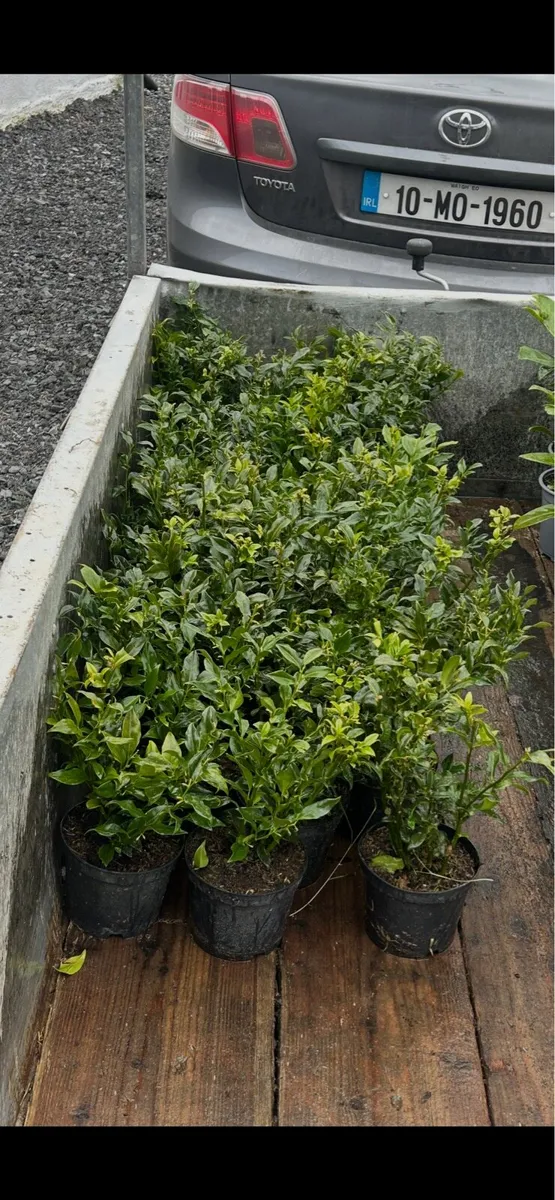 24Potted laurel and 26potted sarcococca - Image 2