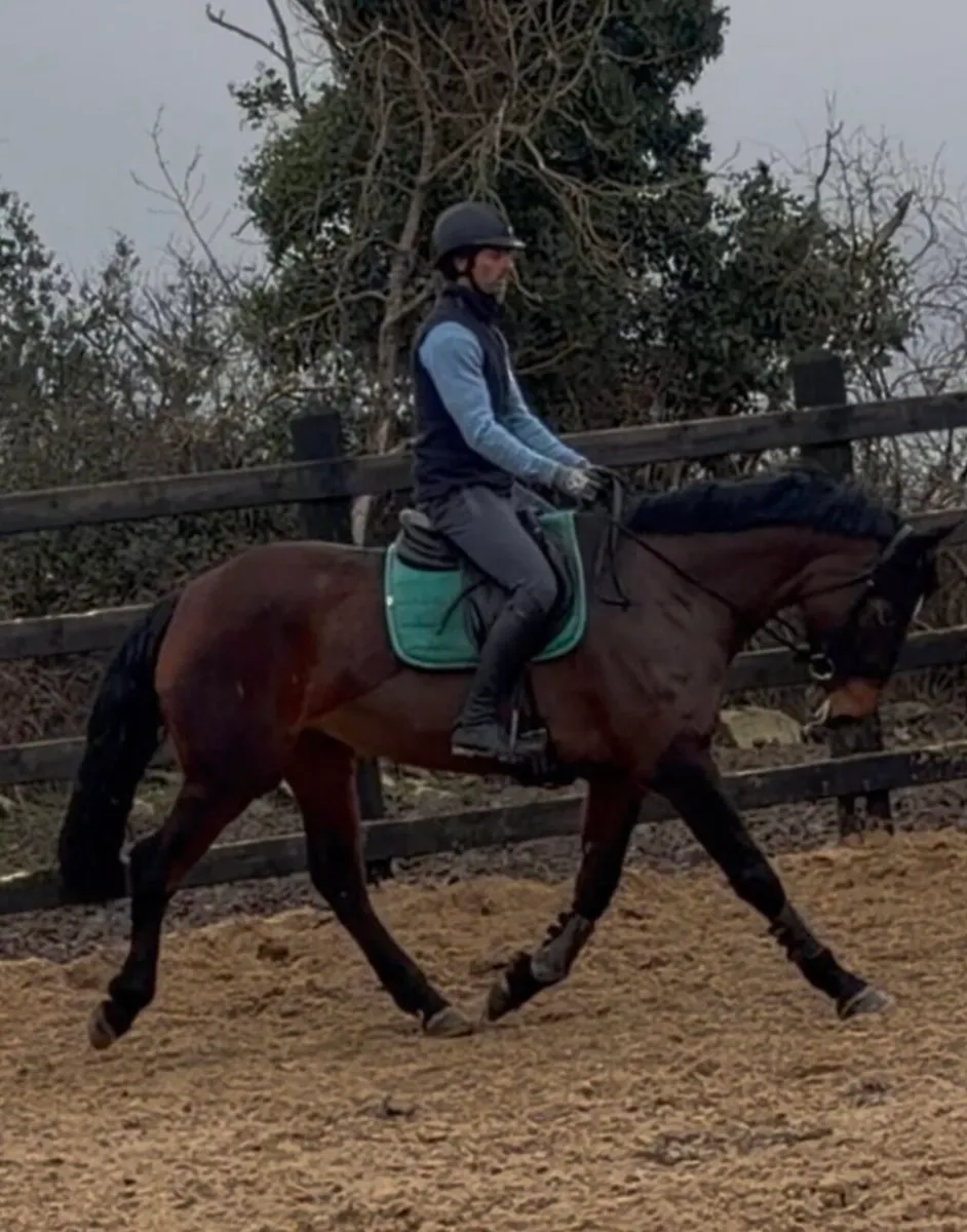 16.1/2h 6 yo ISH mare/ all  rounder - Image 2