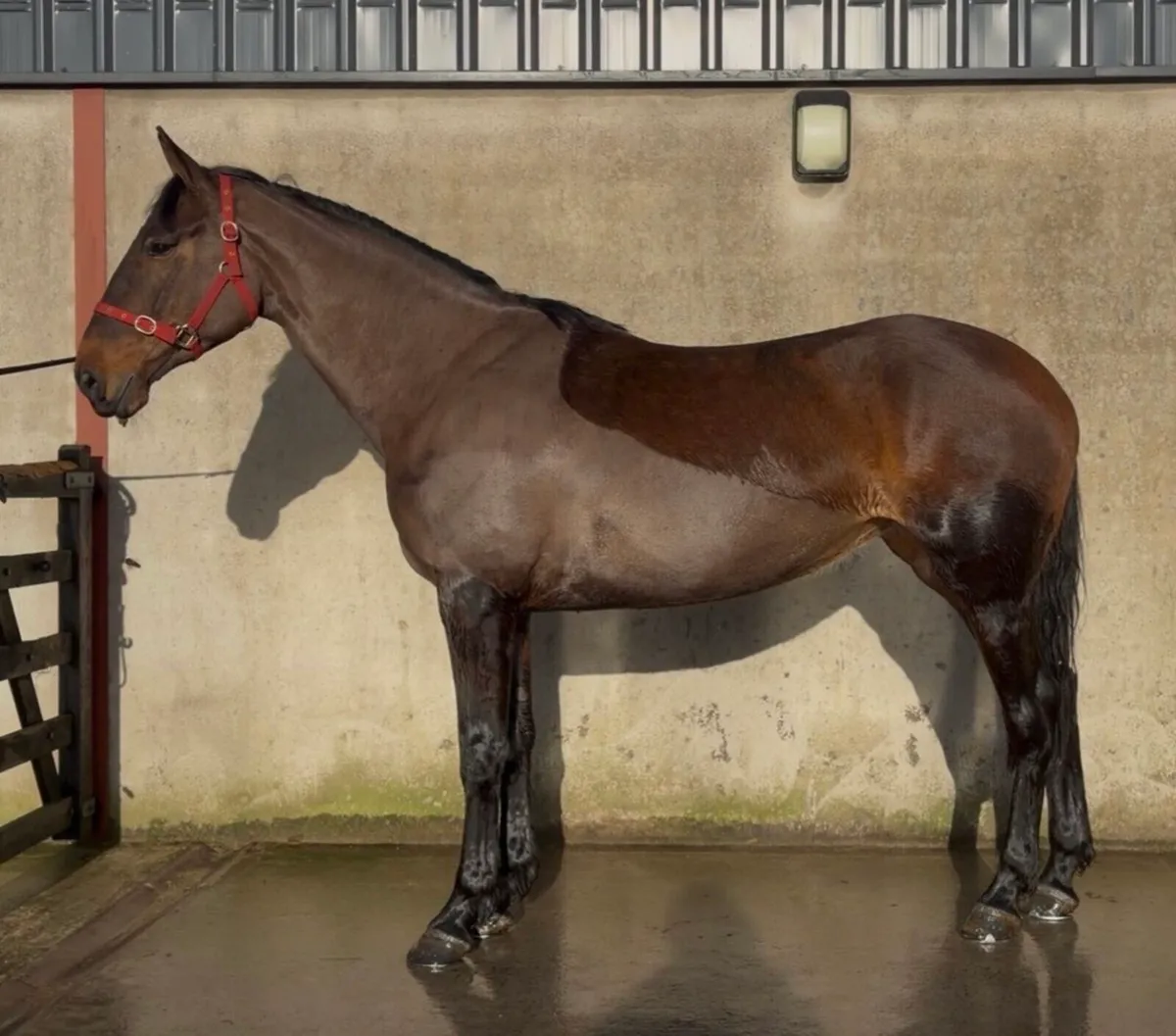 16.1/2h 6 yo ISH mare/ all  rounder - Image 1