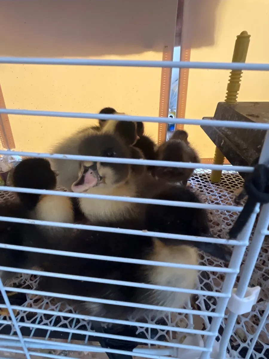 Ducklings for sale - Image 4