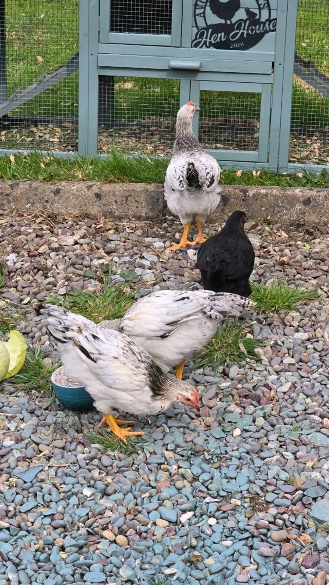 Dellaware Roostera - Image 1