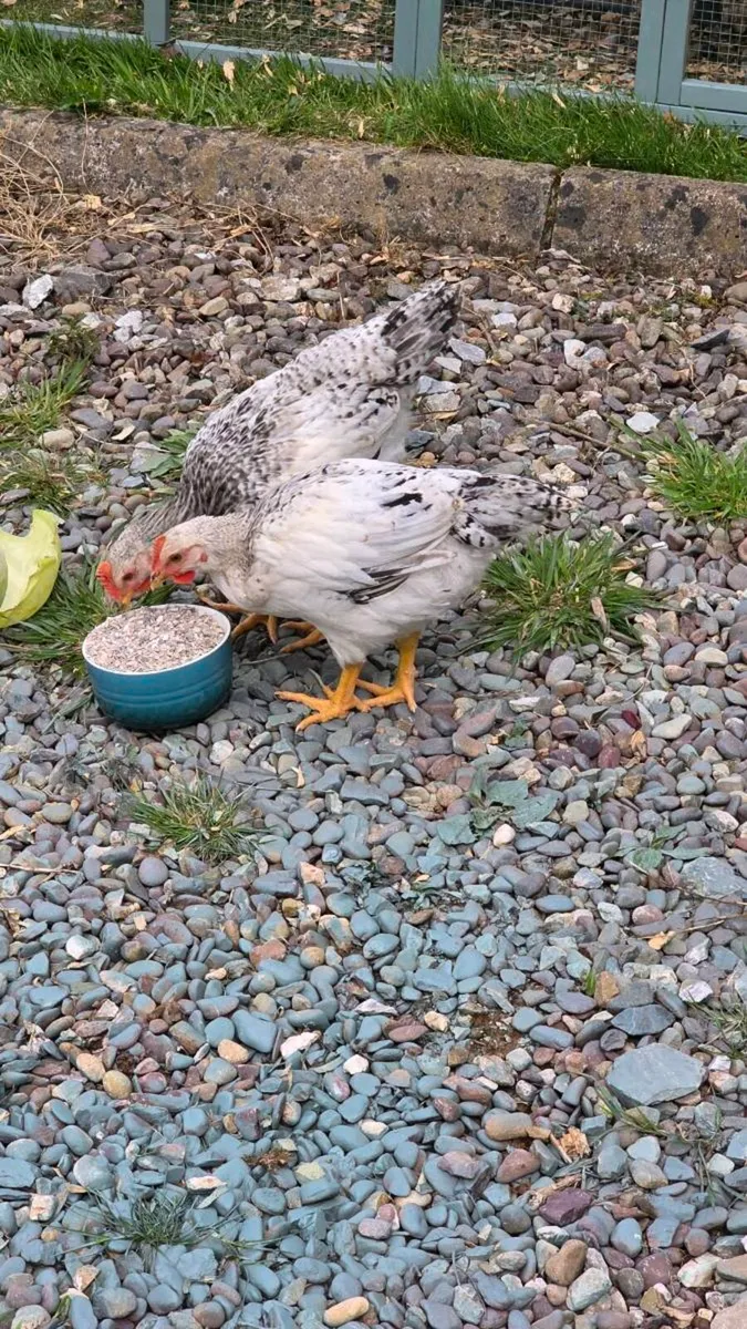 Dellaware Roostera - Image 2