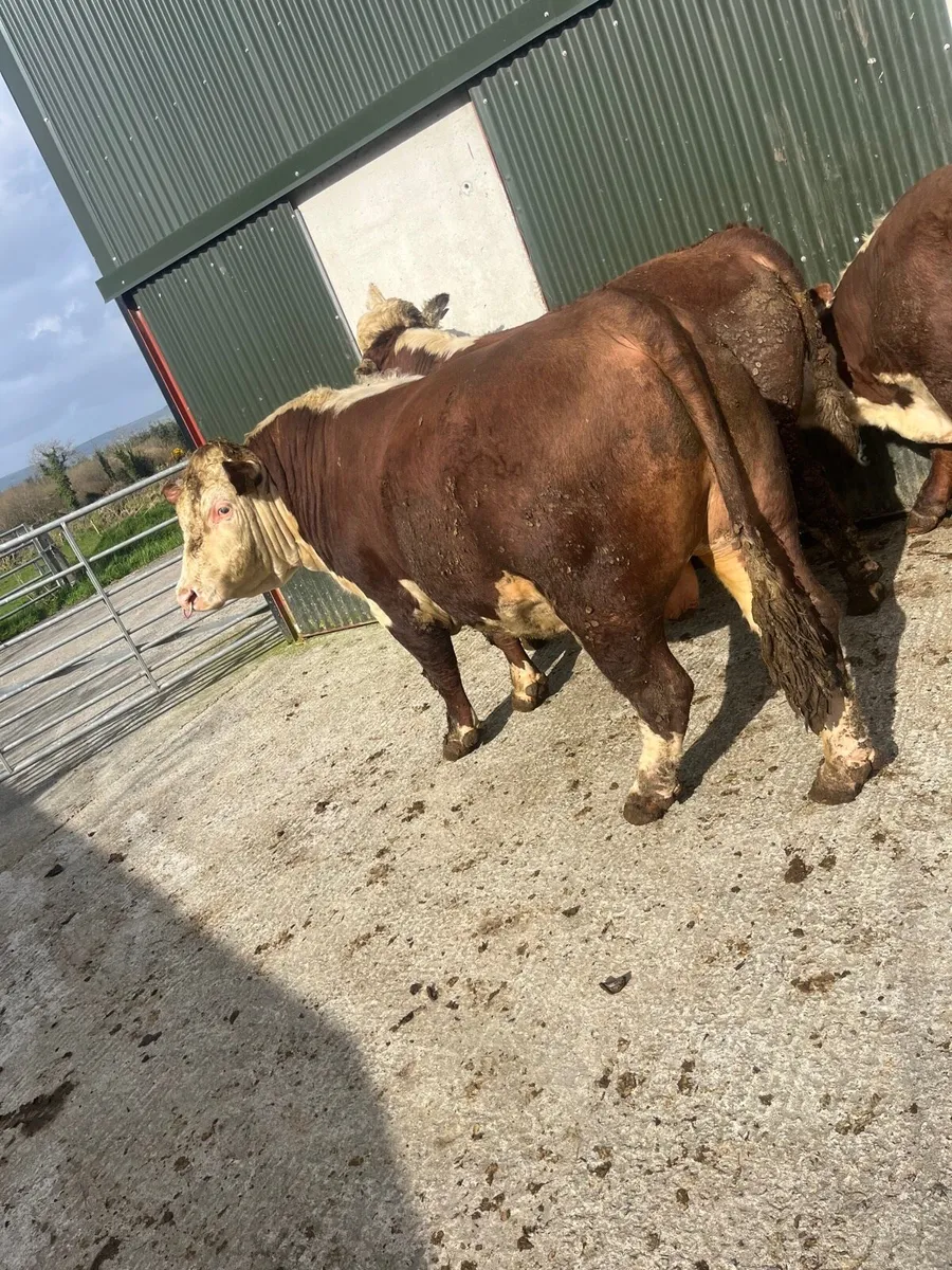 Hereford bulls - Image 1
