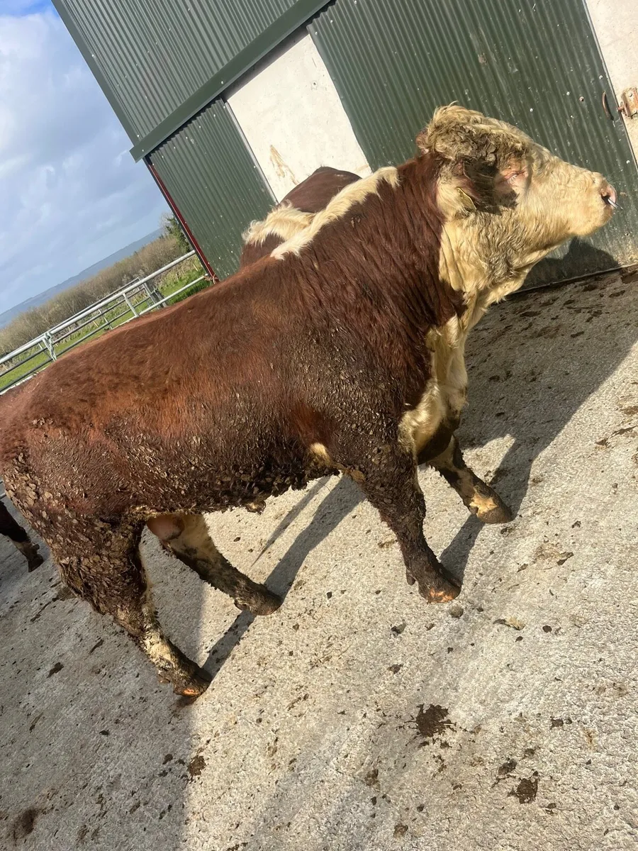 Hereford bulls - Image 2