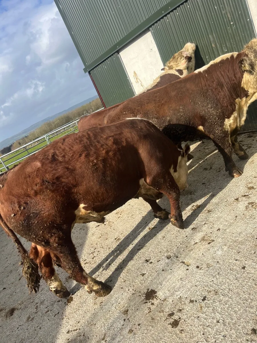 Hereford bulls - Image 3