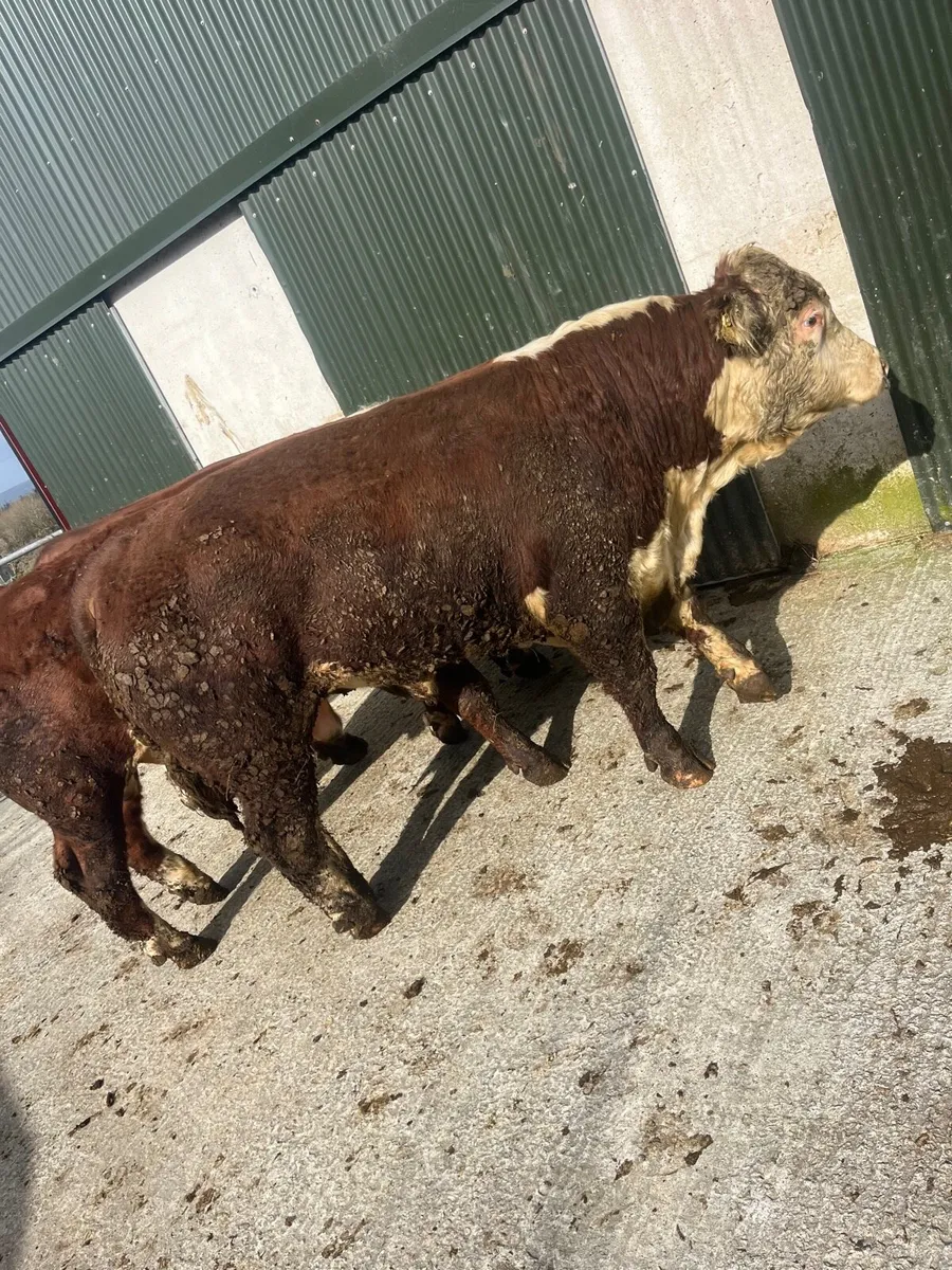 Hereford bulls - Image 4