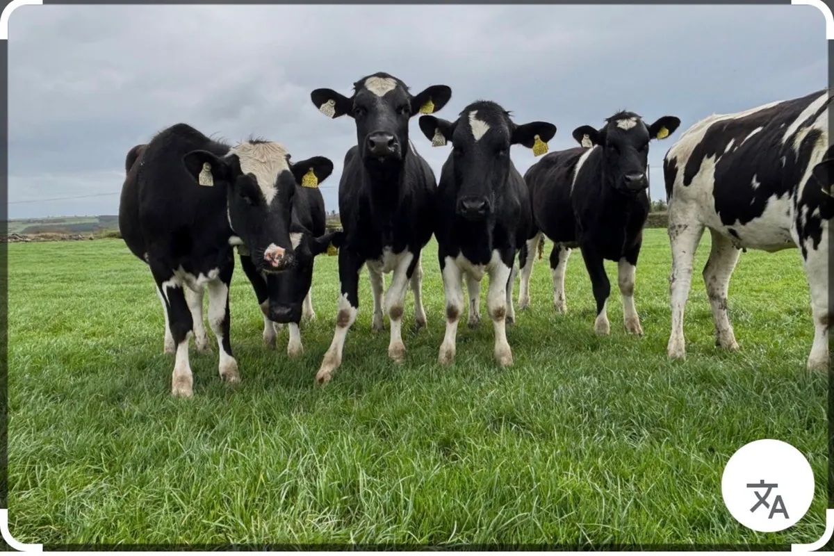 Wanted  20 -30  British Friesian Maiden Heifers